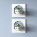 Agran 2 Piece Wall Shelf Set